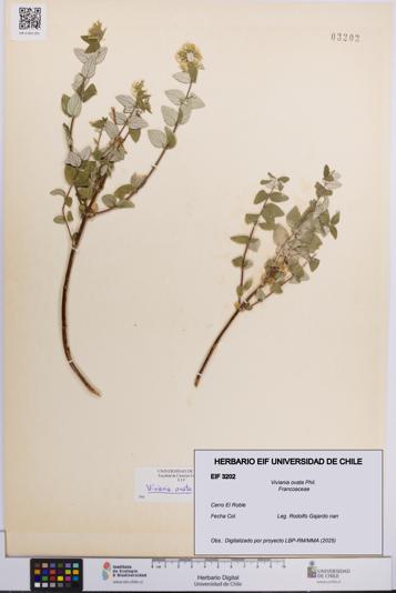 Viviania ovata [Espécimen: UCH:EIF:0003202]