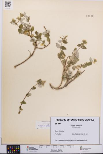 Viviania ovata [Espécimen: UCH:EIF:0003203]