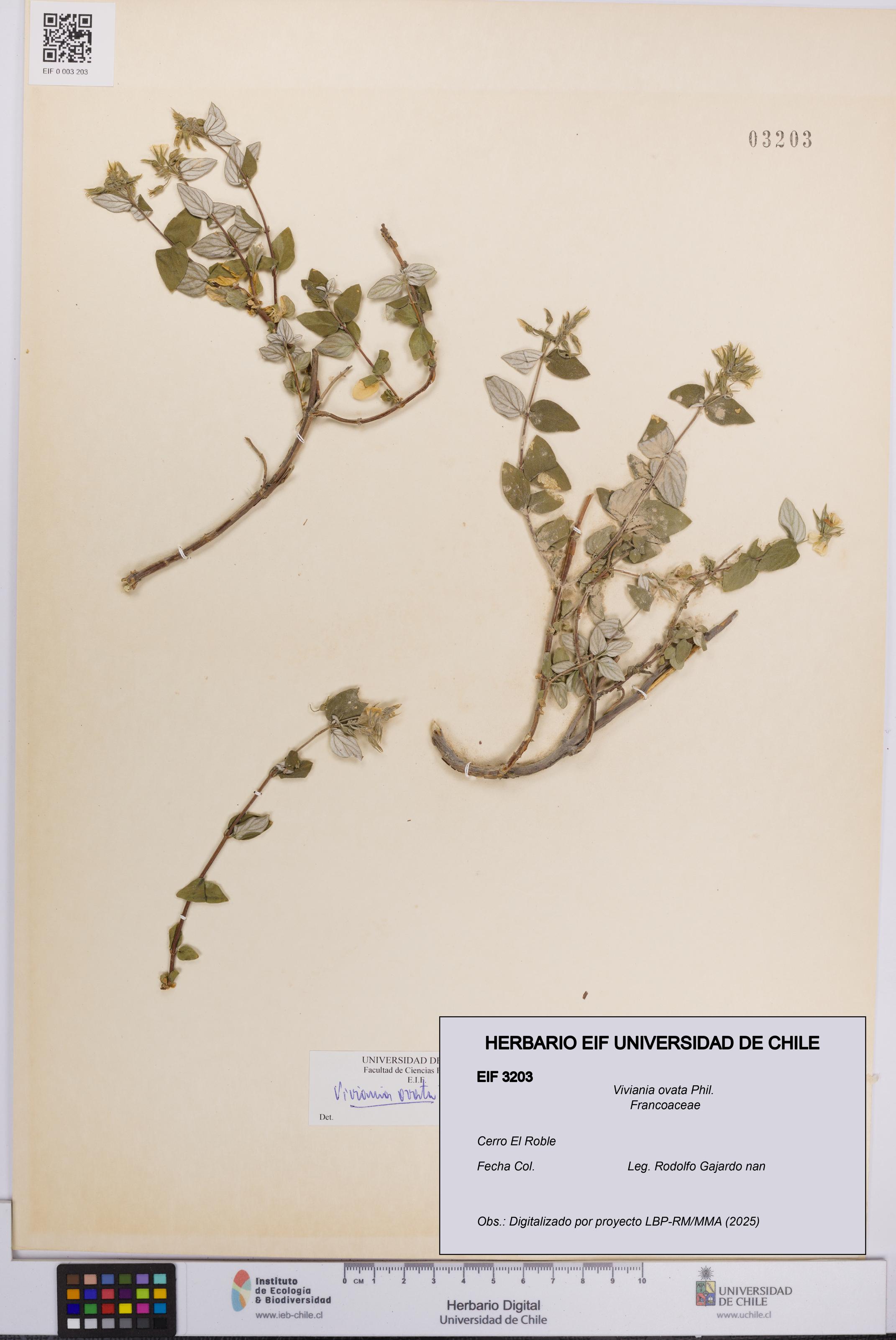 Viviania ovata [Espécimen: UCH:EIF:0003203]