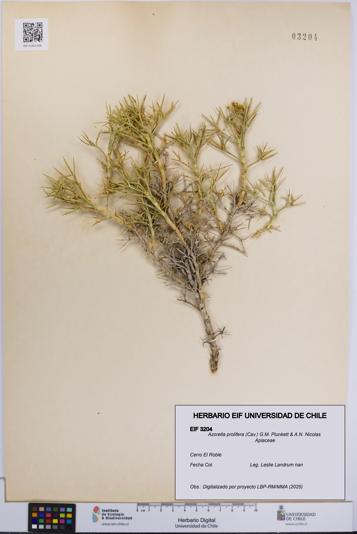Azorella prolifera [Espécimen: UCH:EIF:0003204]
