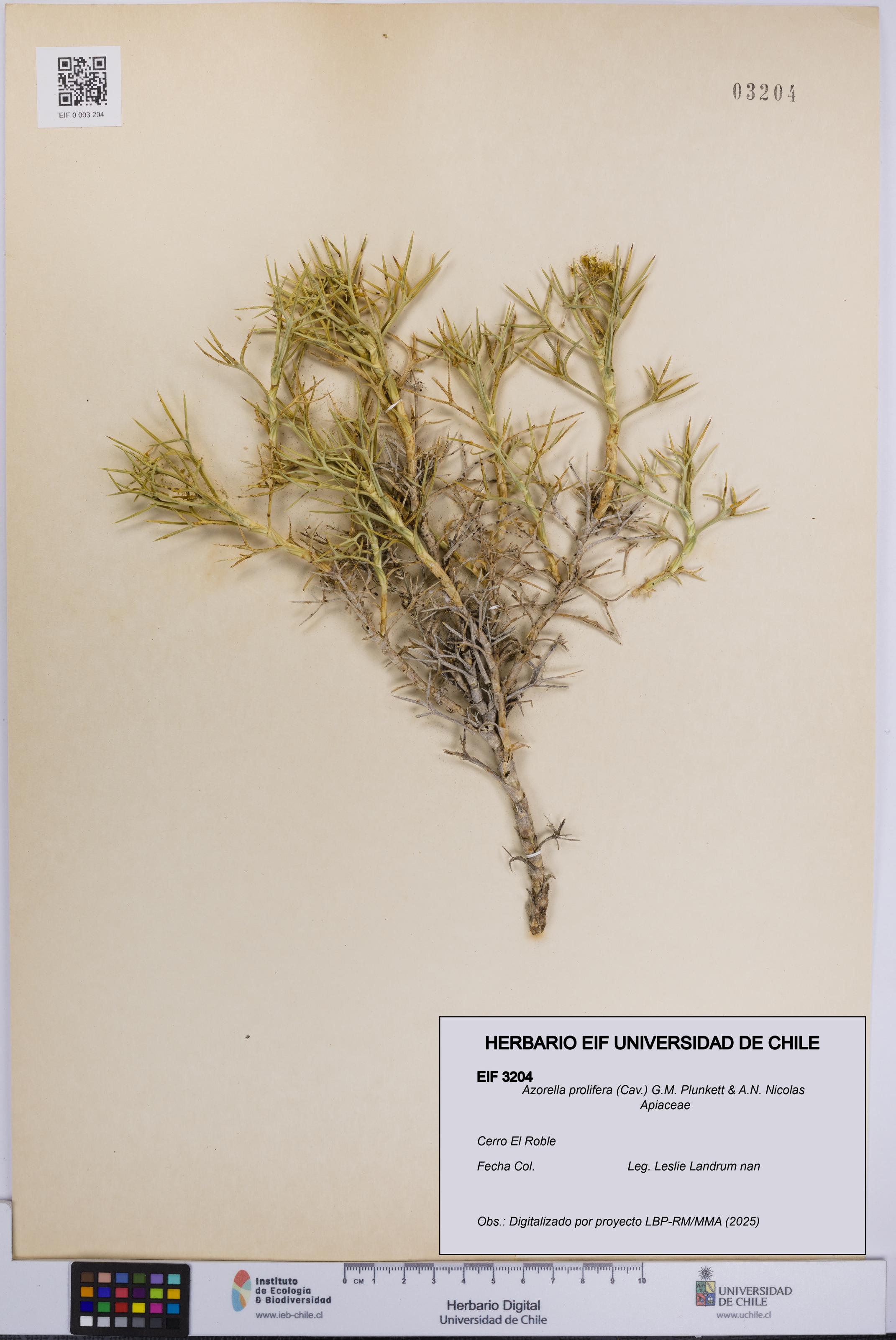 Azorella prolifera [Espécimen: UCH:EIF:0003204]