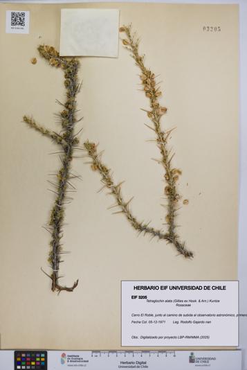 Tetraglochin alata [Espécimen: UCH:EIF:0003205]