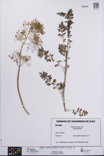Valeriana vaga [Espécimen: UCH:EIF:0003206]