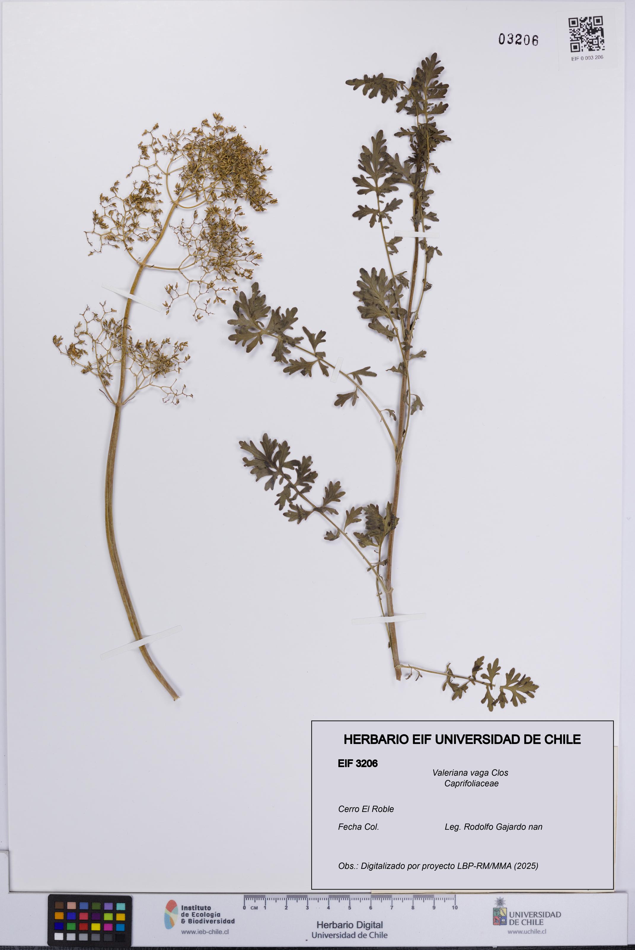 Valeriana vaga [Espécimen: UCH:EIF:0003206]