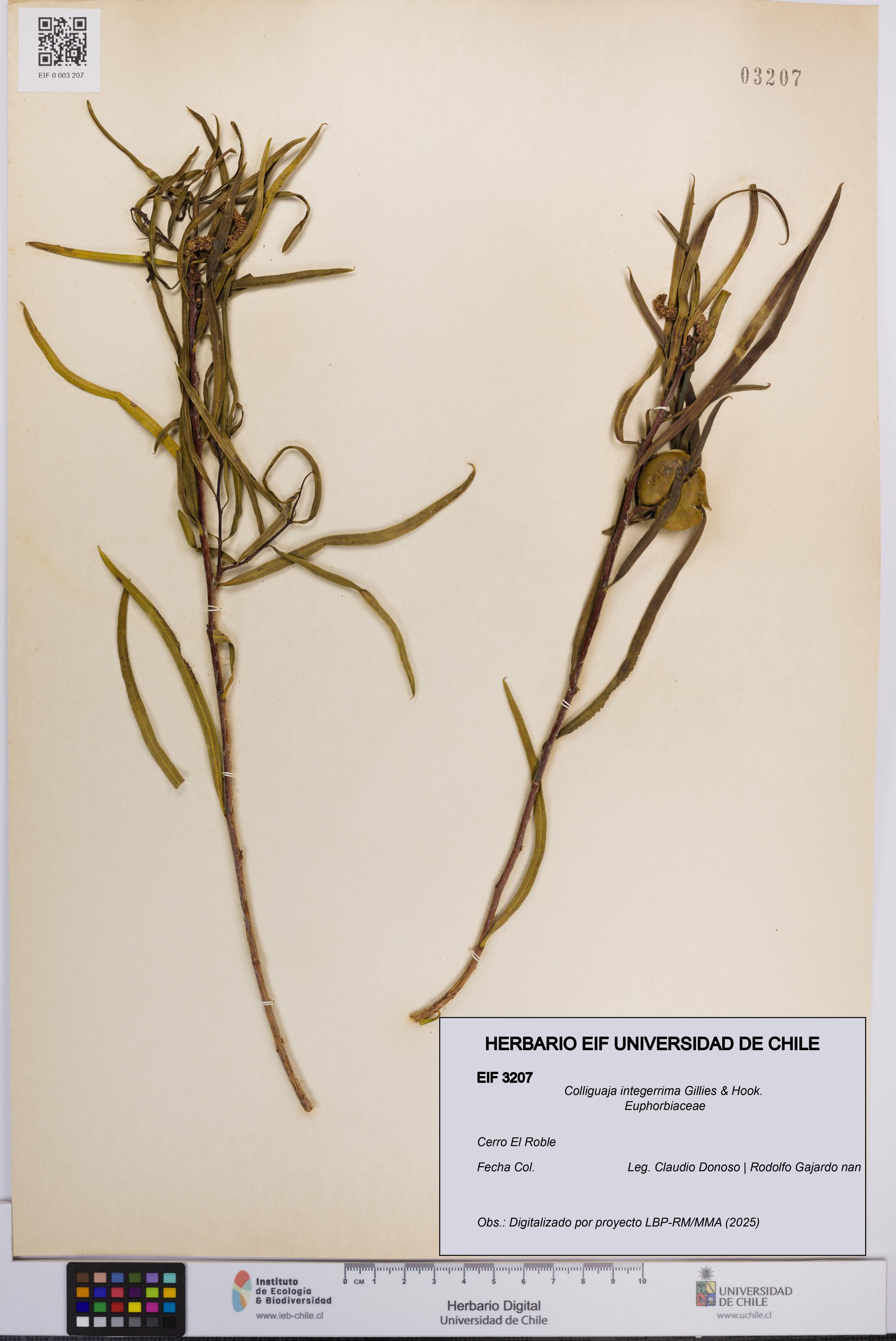 Colliguaja integerrima [Espécimen: UCH:EIF:0003207]