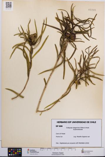 Colliguaja integerrima [Espécimen: UCH:EIF:0003208]