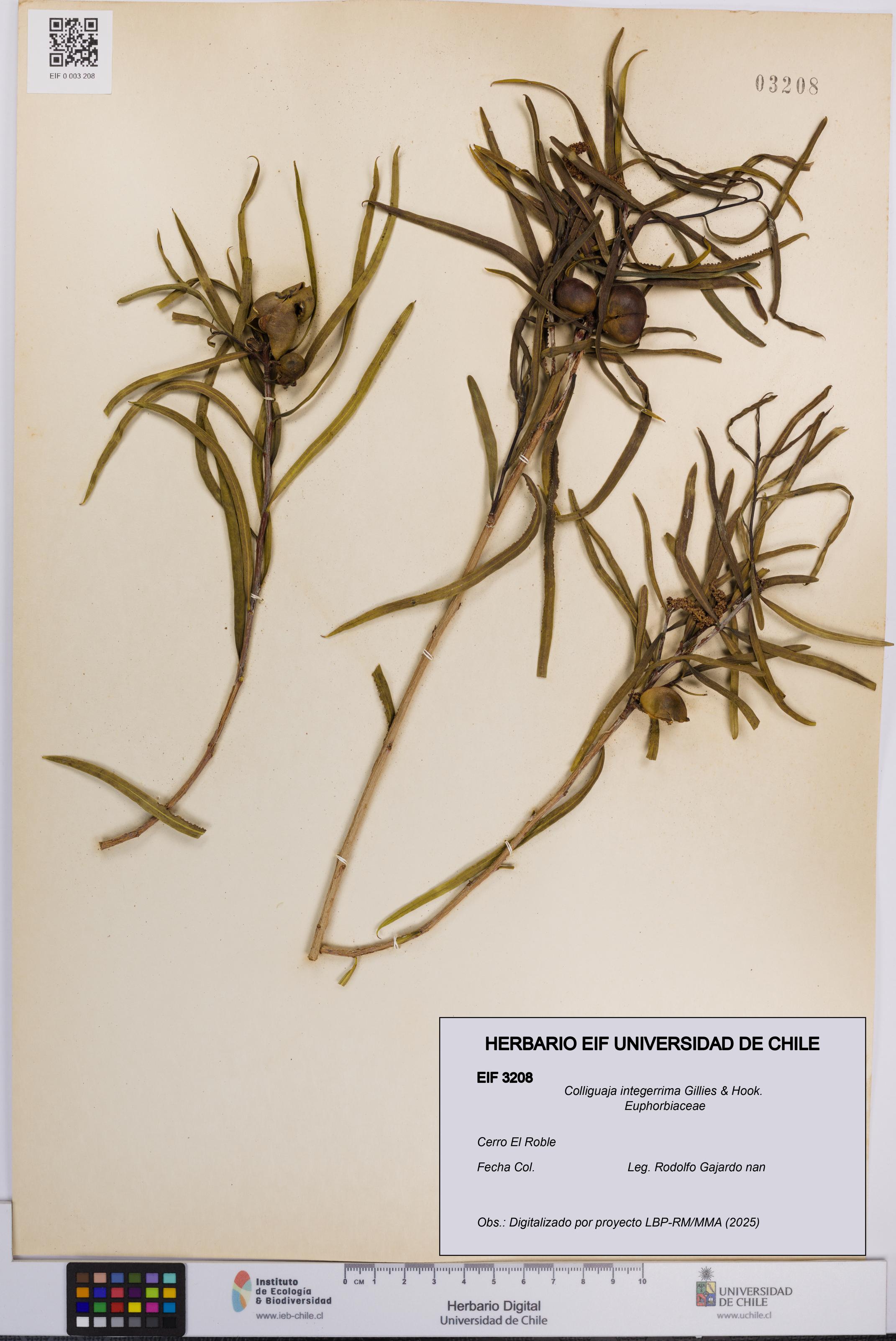 Colliguaja integerrima [Espécimen: UCH:EIF:0003208]