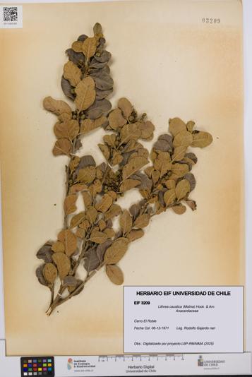 Lithrea caustica [Espécimen: UCH:EIF:0003209]