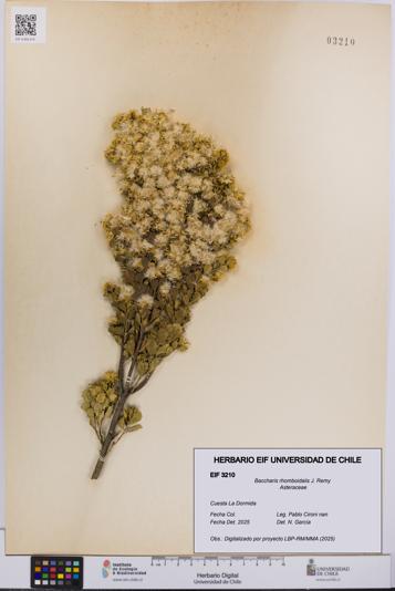 Baccharis rhomboidalis [Espécimen: UCH:EIF:0003210]