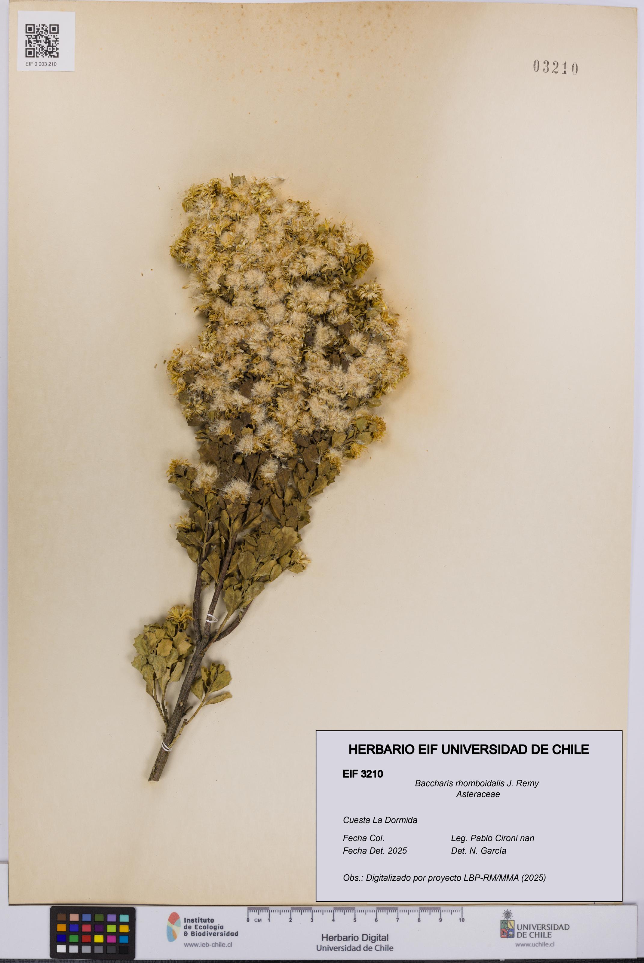 Baccharis rhomboidalis [Espécimen: UCH:EIF:0003210]
