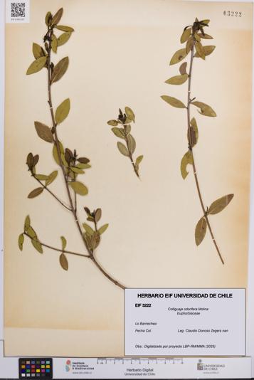 Colliguaja odorifera [Espécimen: UCH:EIF:0003222]