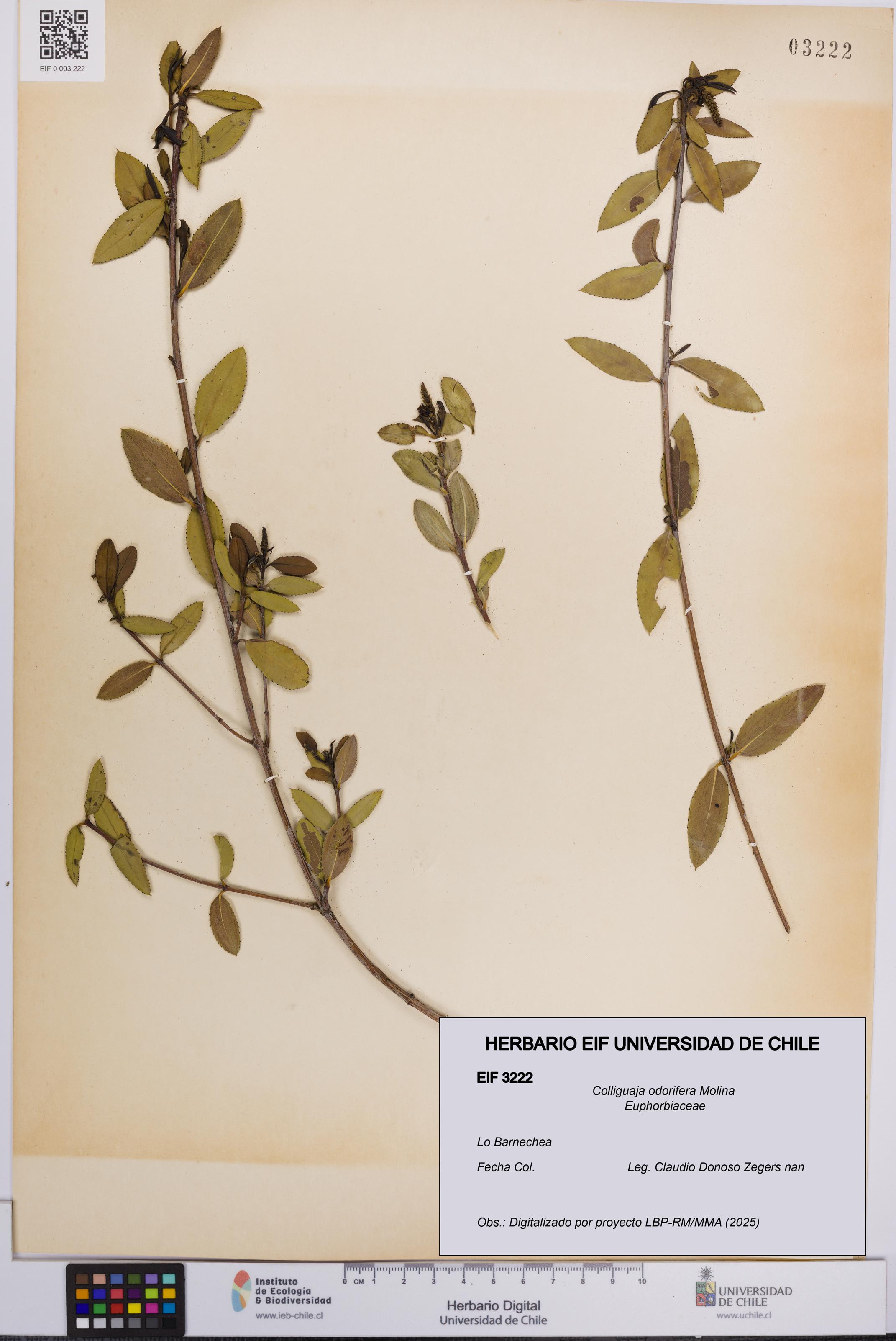 Colliguaja odorifera [Espécimen: UCH:EIF:0003222]