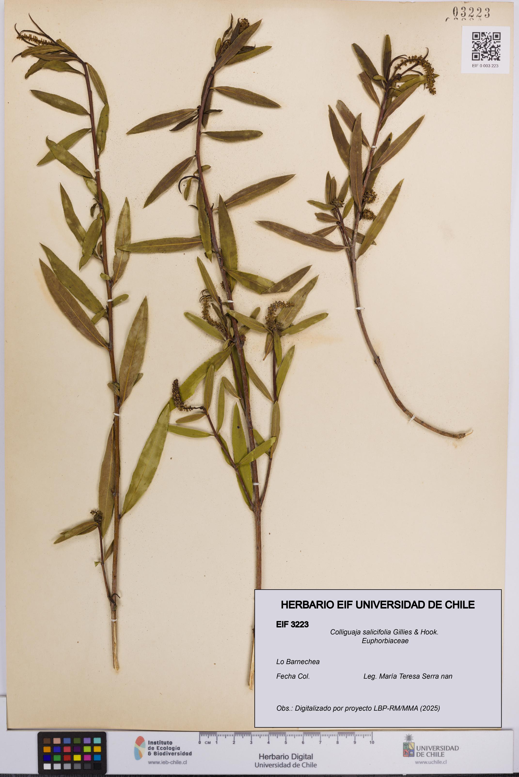 Colliguaja salicifolia [Espécimen: UCH:EIF:0003223]