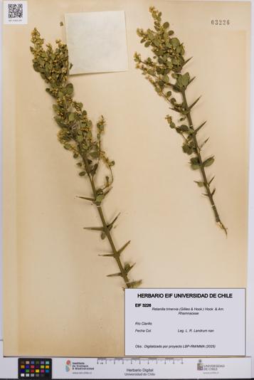 Retanilla trinervia [Espécimen: UCH:EIF:0003226]