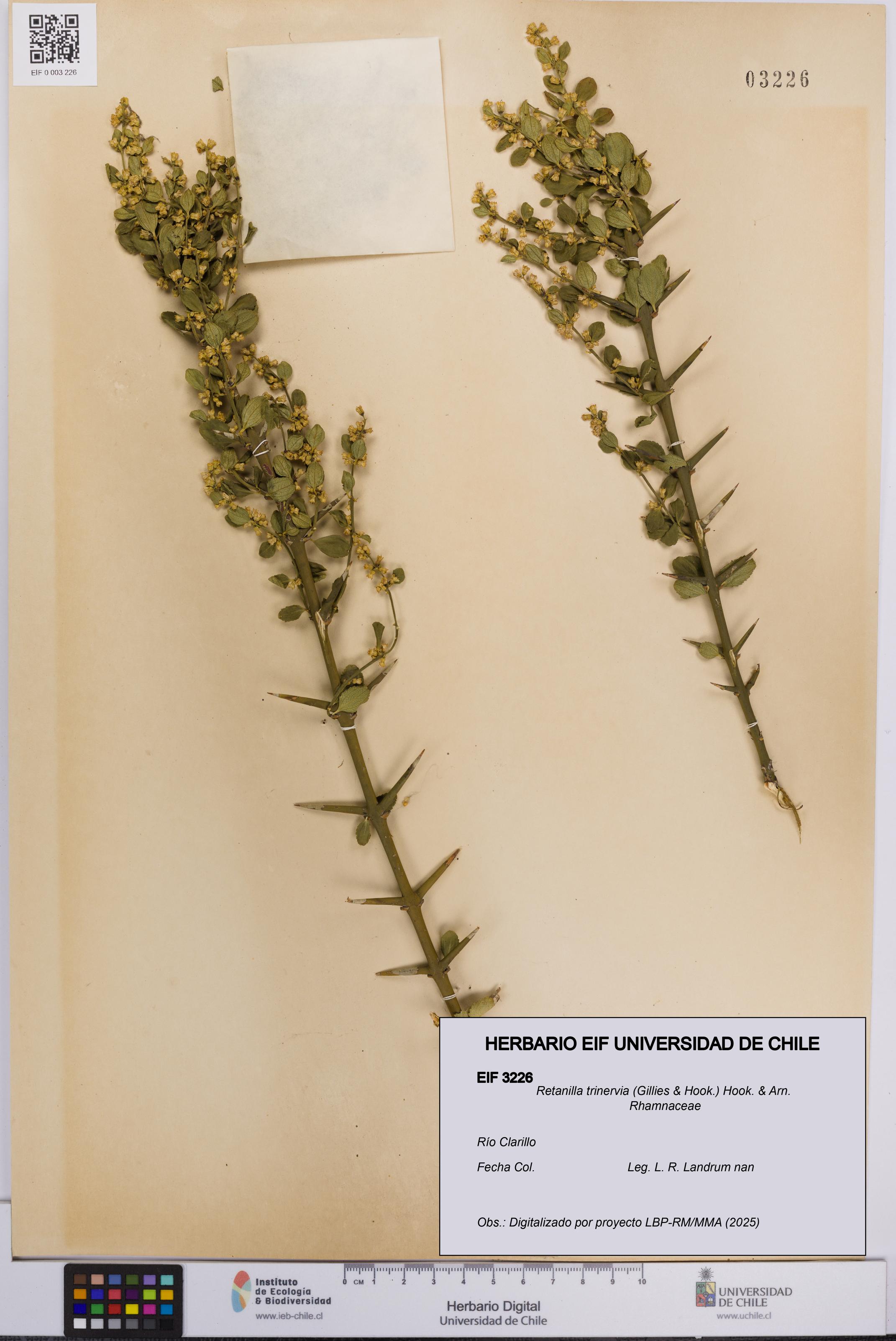 Retanilla trinervia [Espécimen: UCH:EIF:0003226]