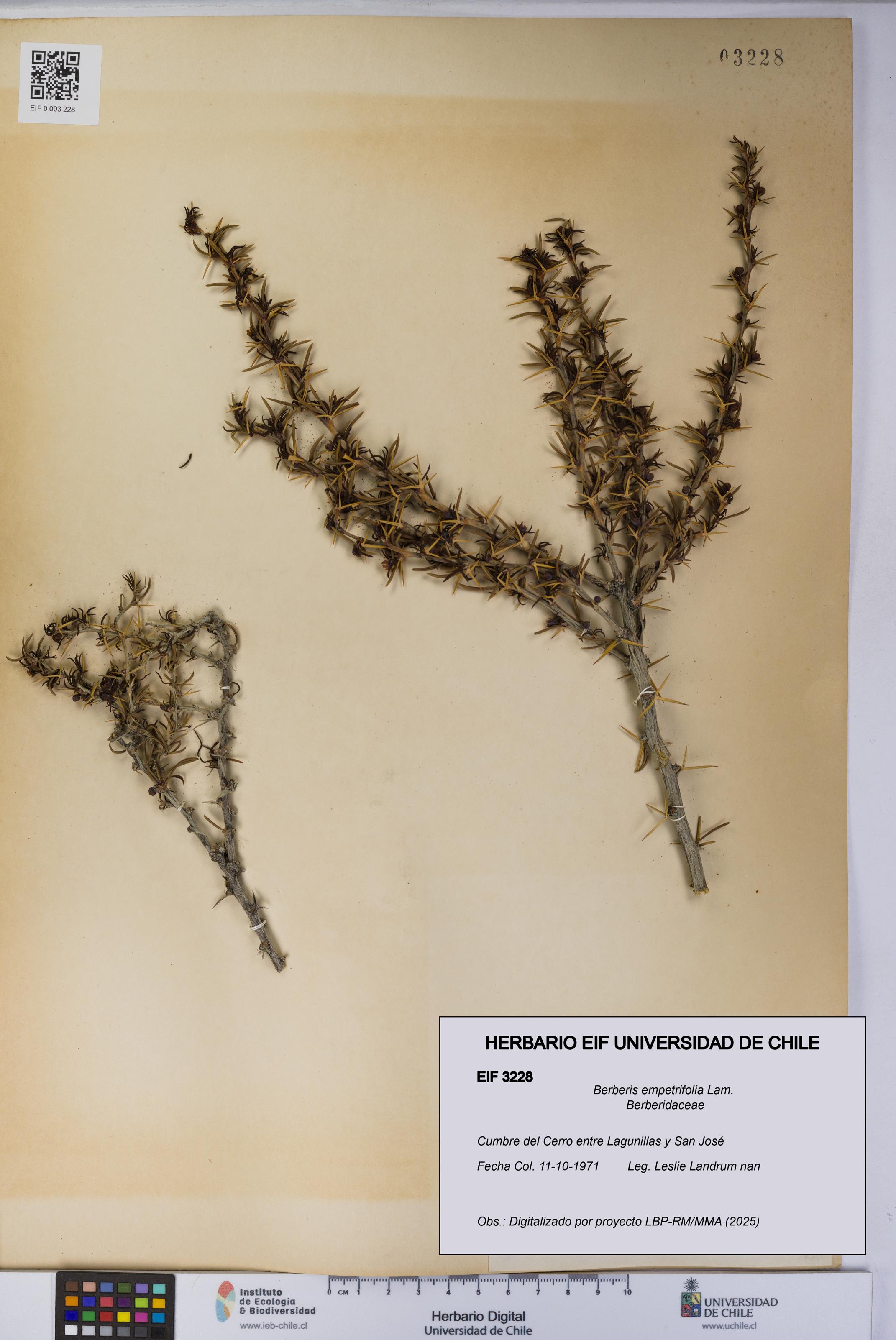 Berberis empetrifolia [Espécimen: UCH:EIF:0003228]