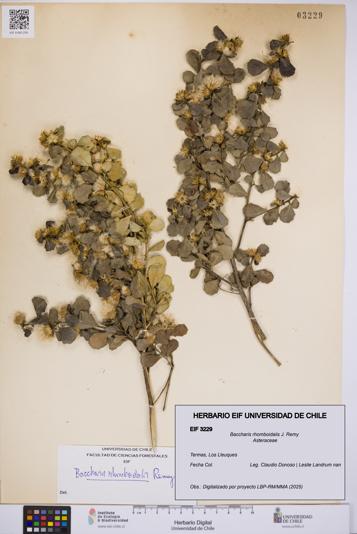 Baccharis rhomboidalis [Espécimen: UCH:EIF:0003229]
