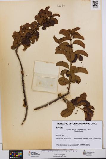 Schinus latifolia [Espécimen: UCH:EIF:0003250]