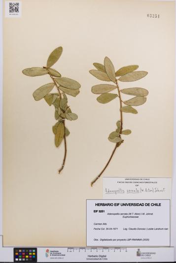 Adenopeltis serrata [Espécimen: UCH:EIF:0003251]