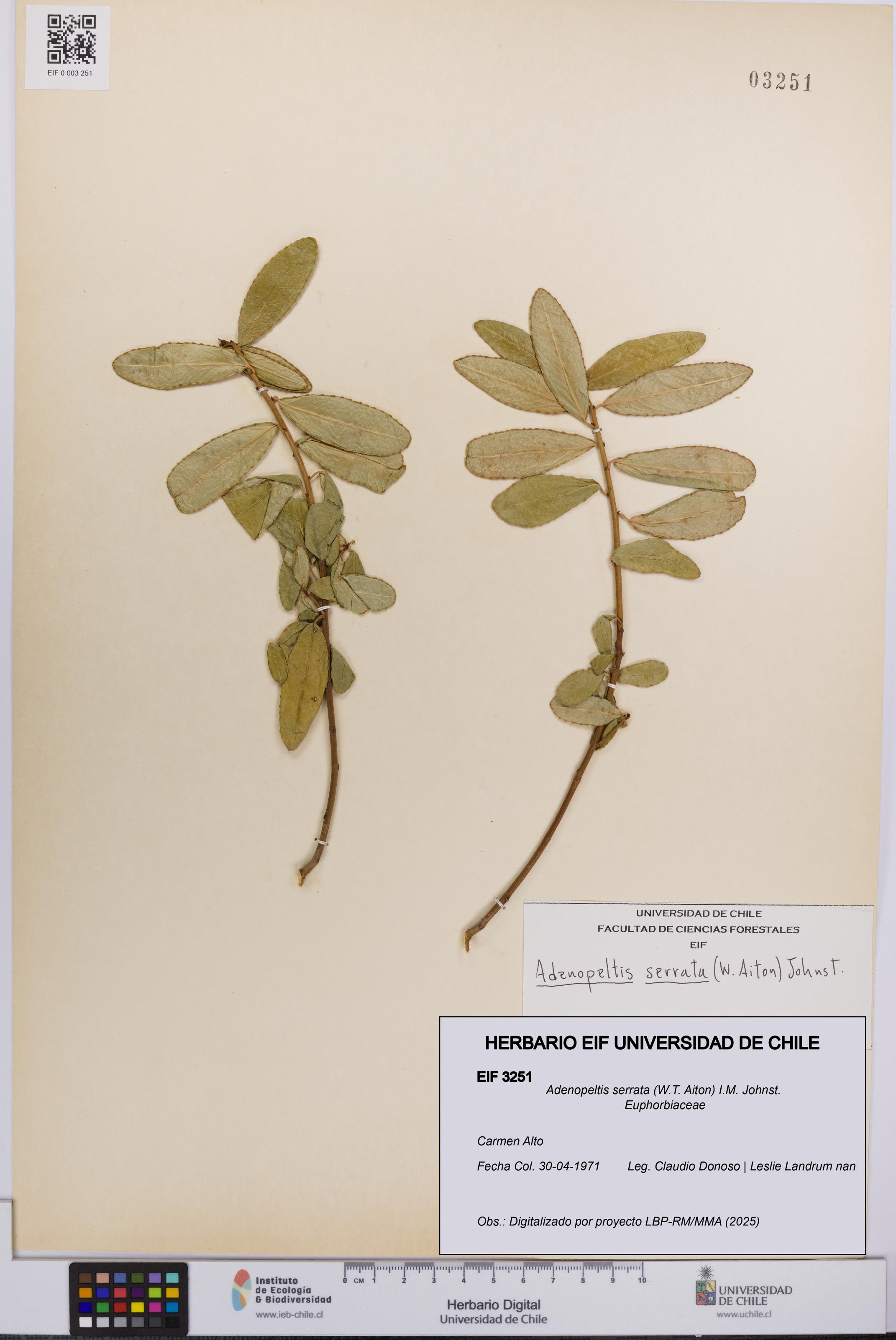 Adenopeltis serrata [Espécimen: UCH:EIF:0003251]