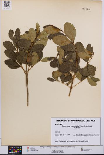 Blepharocalyx cruckshanksii [Espécimen: UCH:EIF:0003255]