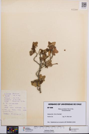 Ribes punctatum [Espécimen: UCH:EIF:0003308]