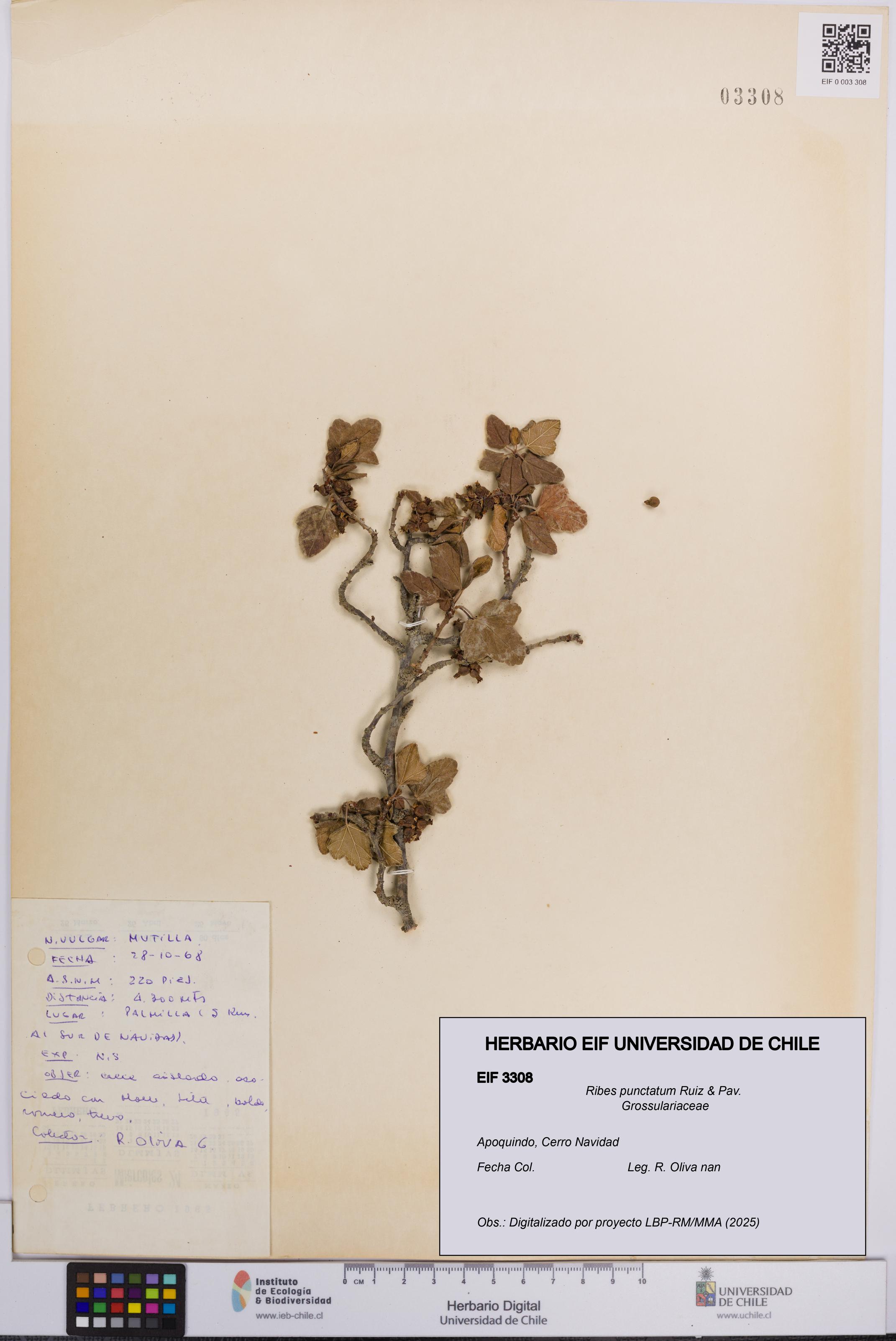 Ribes punctatum [Espécimen: UCH:EIF:0003308]