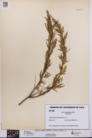 Salix humboldtiana [Espécimen: UCH:EIF:0003387]