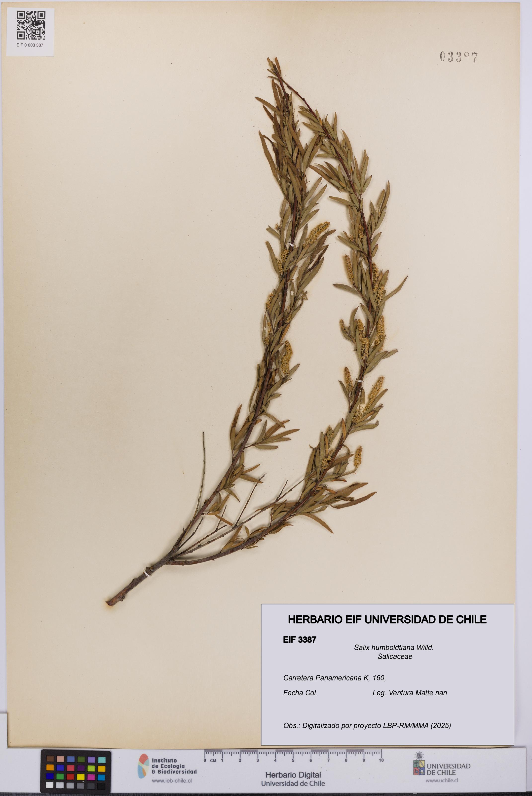 Salix humboldtiana [Espécimen: UCH:EIF:0003387]