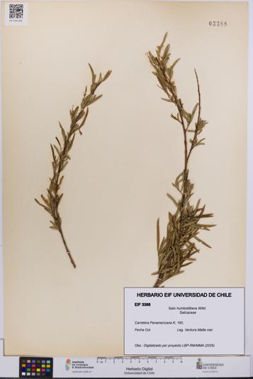 Salix humboldtiana [Espécimen: UCH:EIF:0003388]