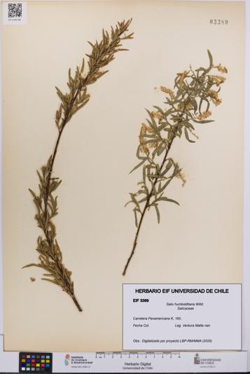 Salix humboldtiana [Espécimen: UCH:EIF:0003389]