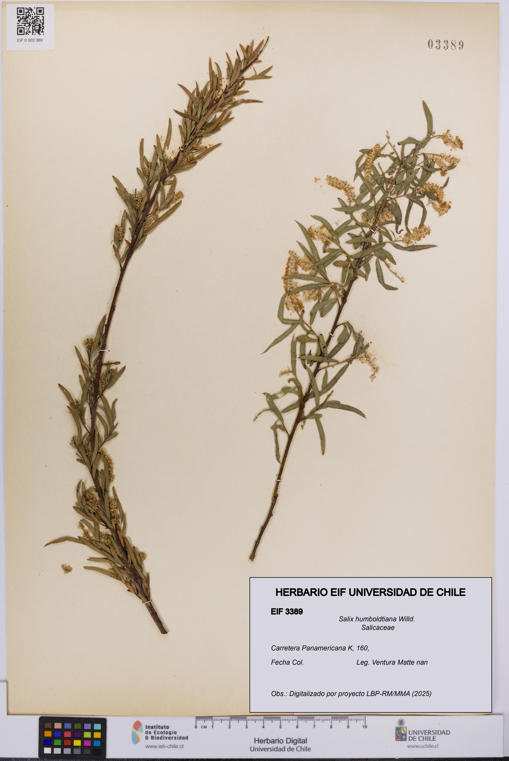 Salix humboldtiana [Espécimen: UCH:EIF:0003389]