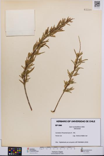 Salix humboldtiana [Espécimen: UCH:EIF:0003390]