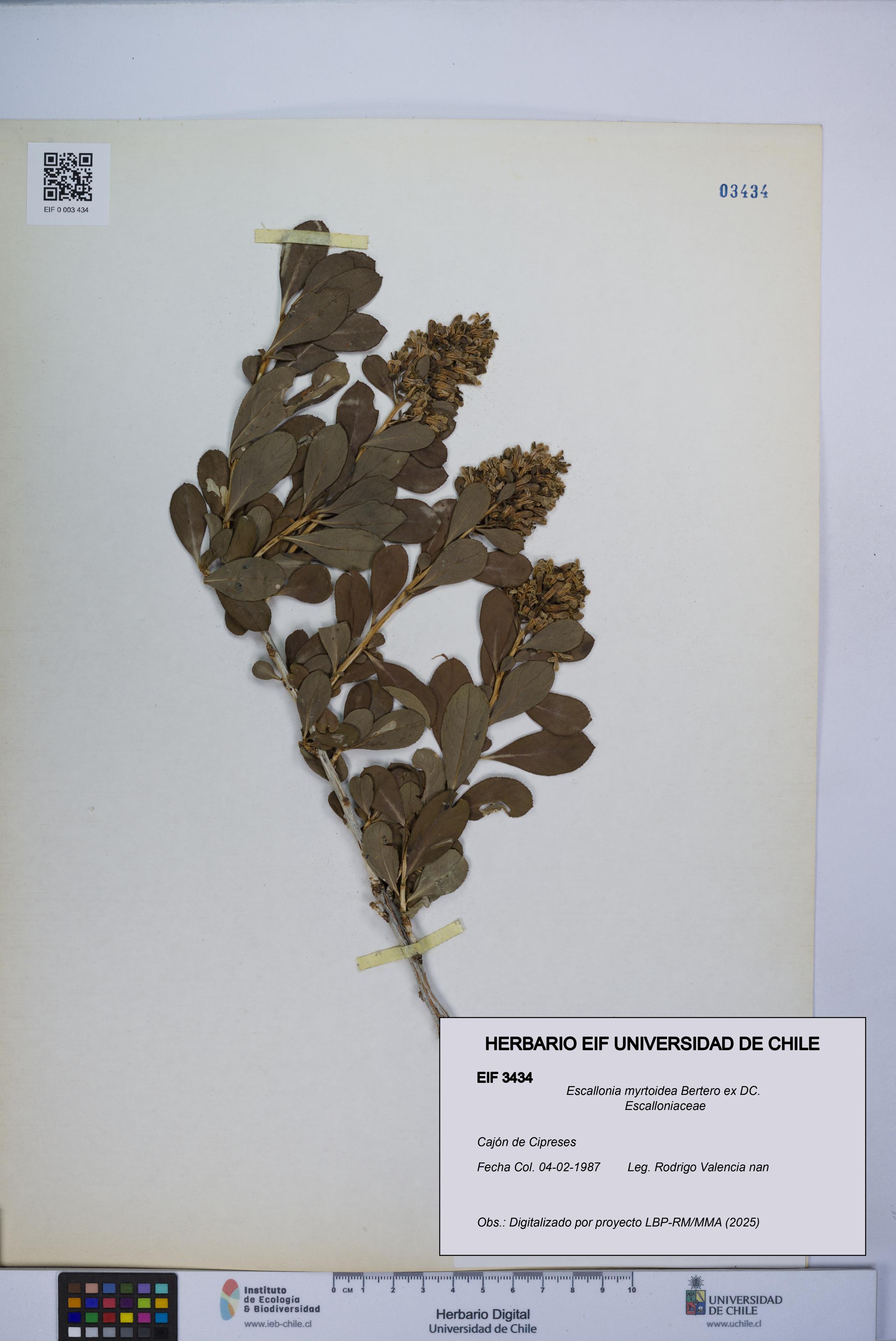 Escallonia myrtoidea [Espécimen: UCH:EIF:0003434]