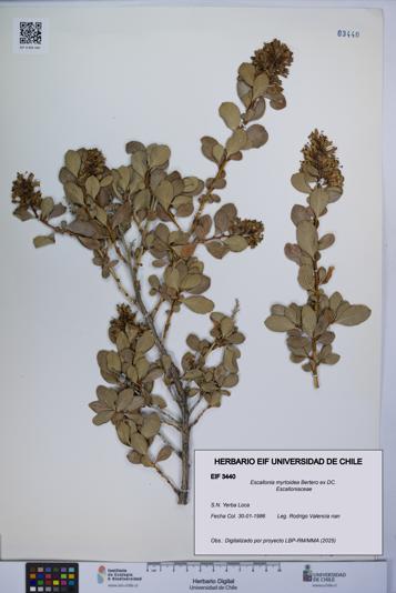 Escallonia myrtoidea [Espécimen: UCH:EIF:0003440]