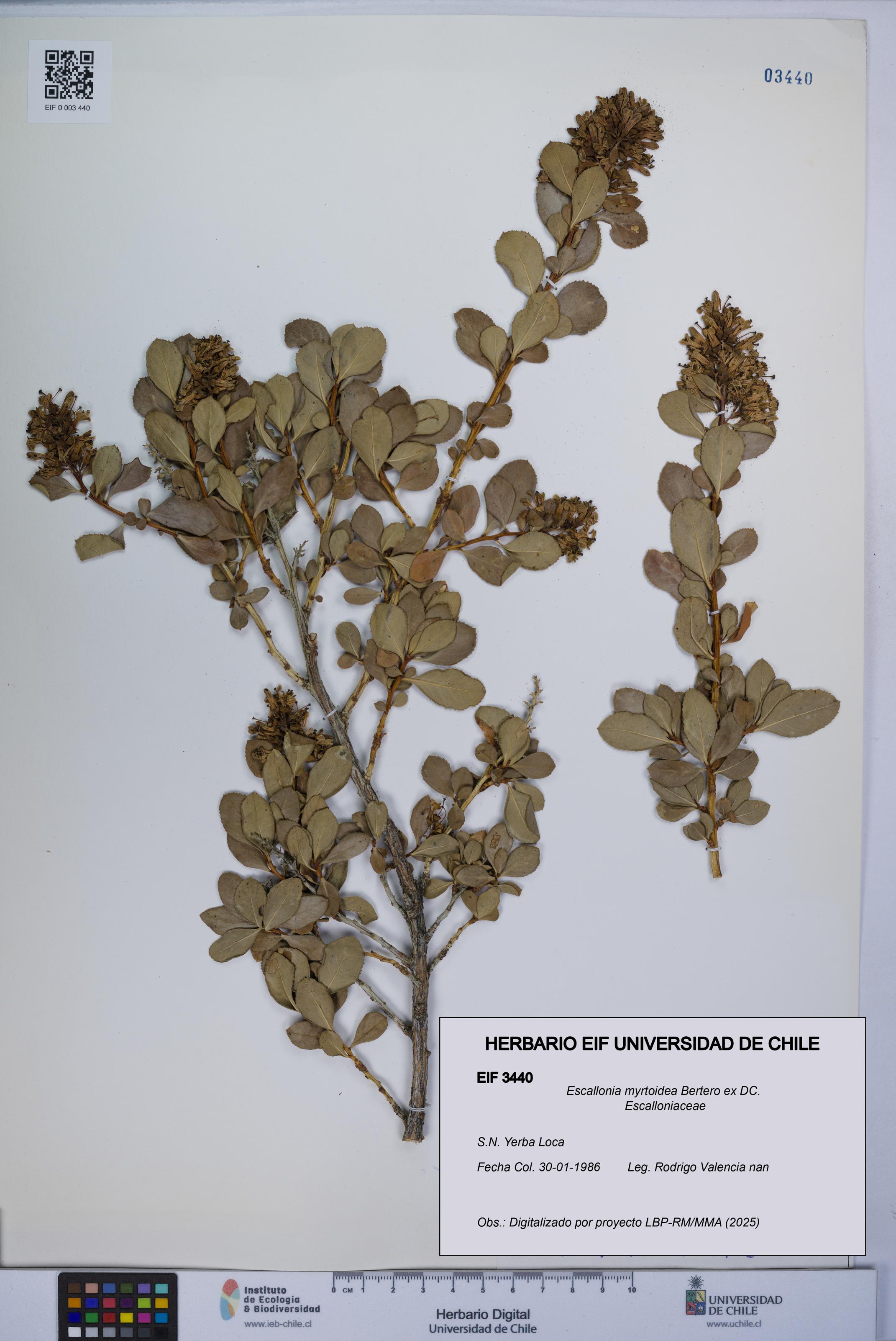 Escallonia myrtoidea [Espécimen: UCH:EIF:0003440]