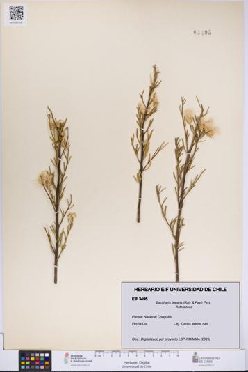 Baccharis linearis [Espécimen: UCH:EIF:0003495]