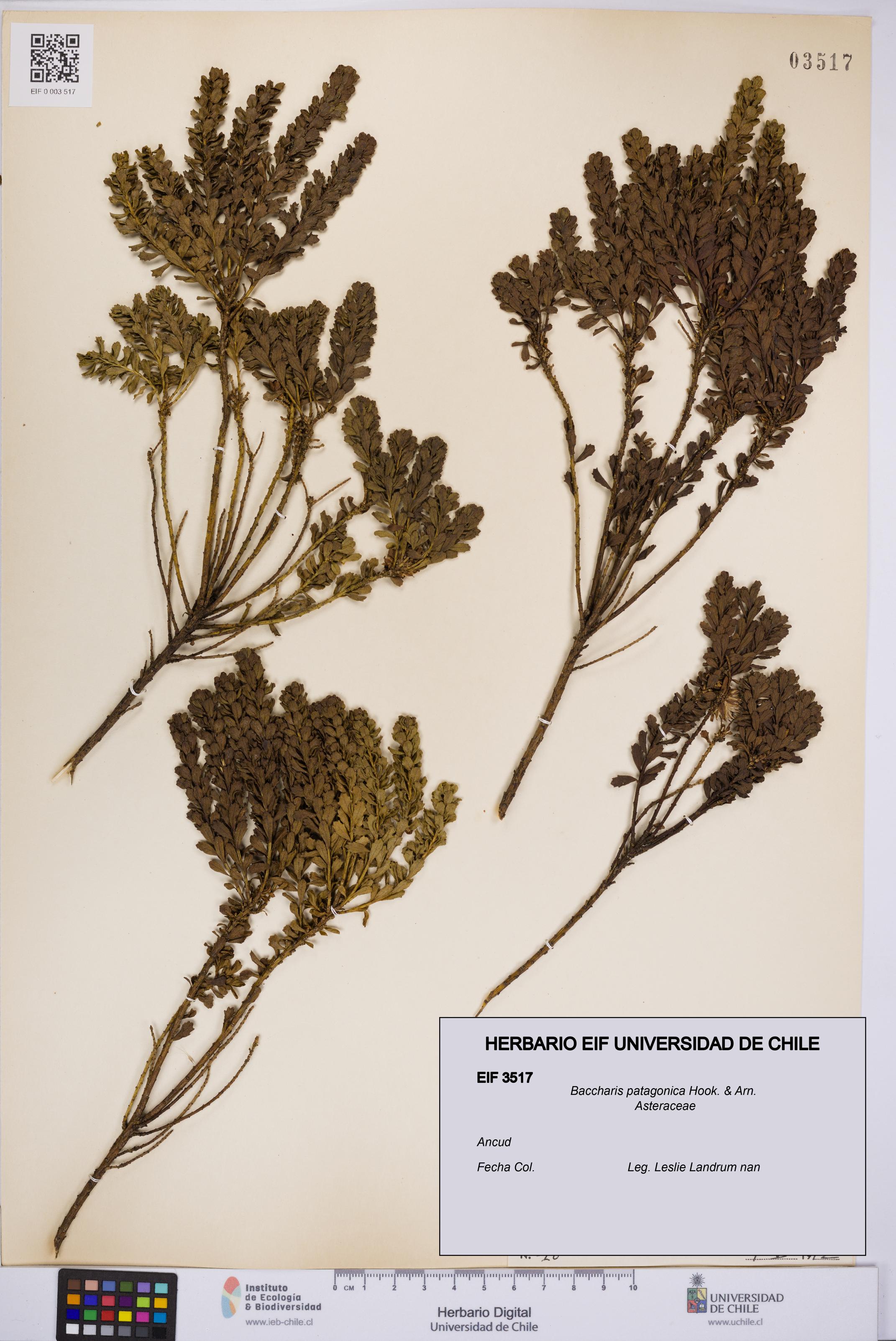 Baccharis patagonica [Espécimen: UCH:EIF:0003517]