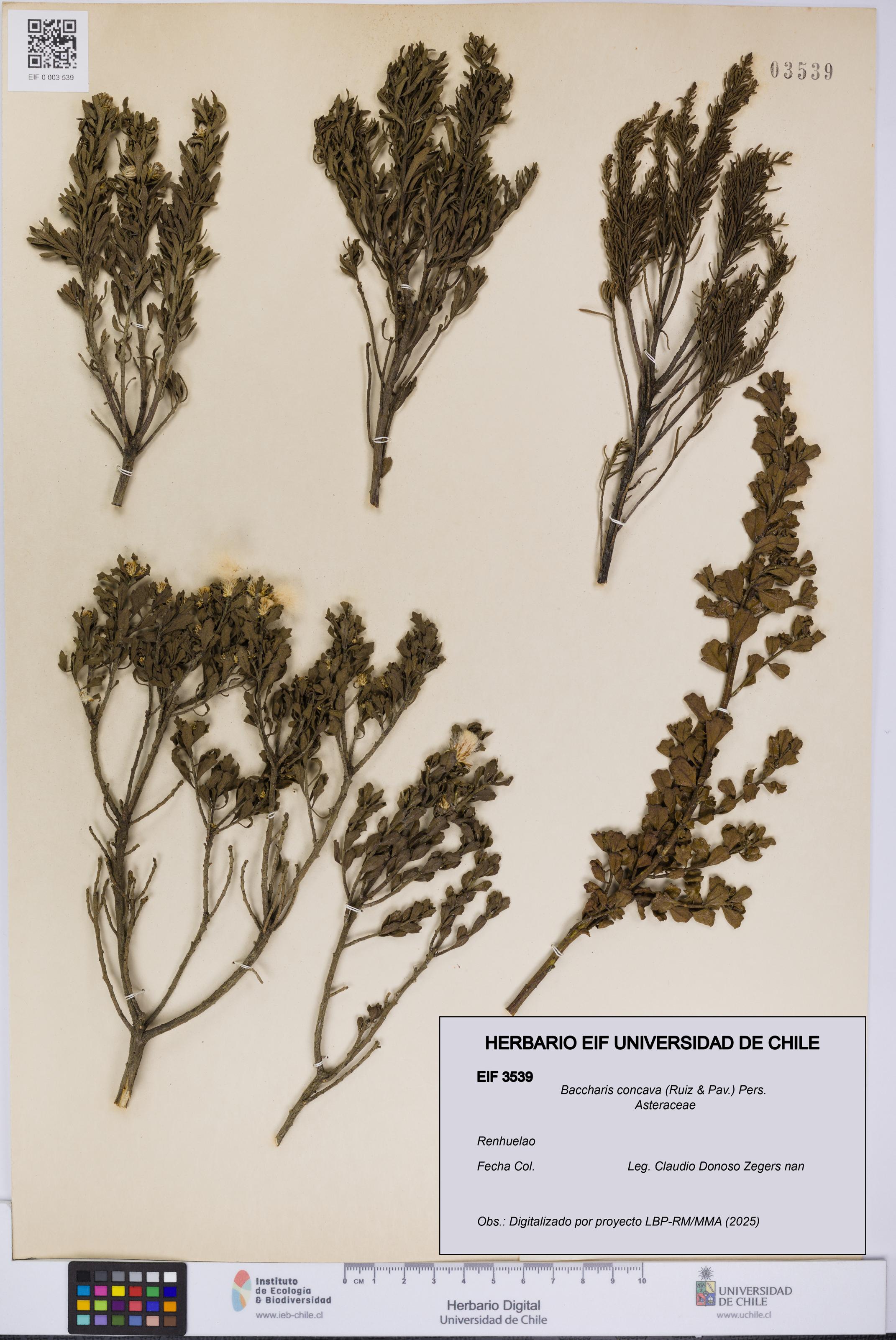 Baccharis concava [Espécimen: UCH:EIF:0003539]