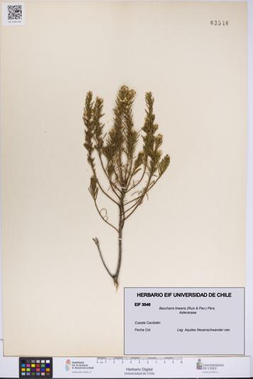 Baccharis linearis [Espécimen: UCH:EIF:0003546]