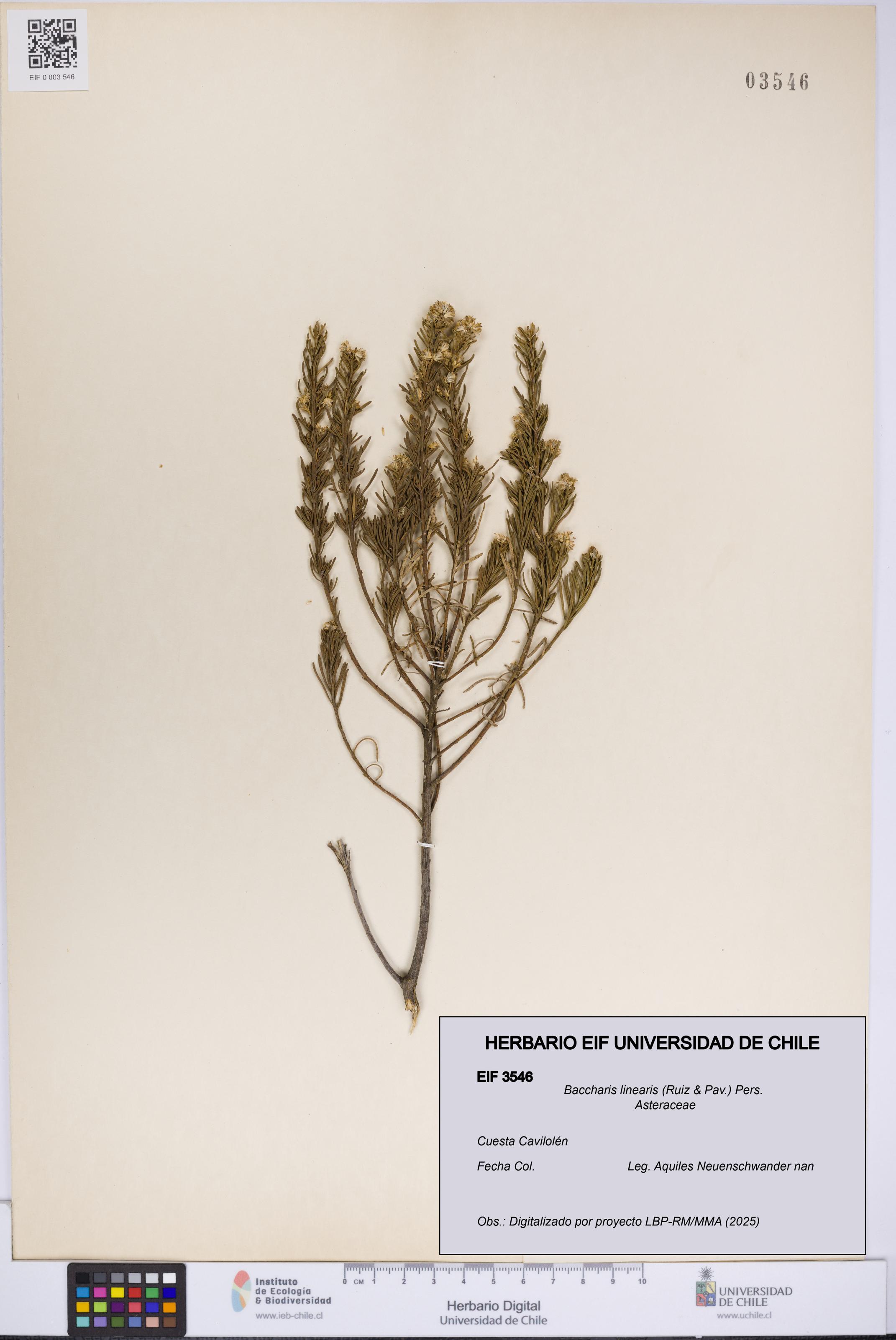 Baccharis linearis [Espécimen: UCH:EIF:0003546]