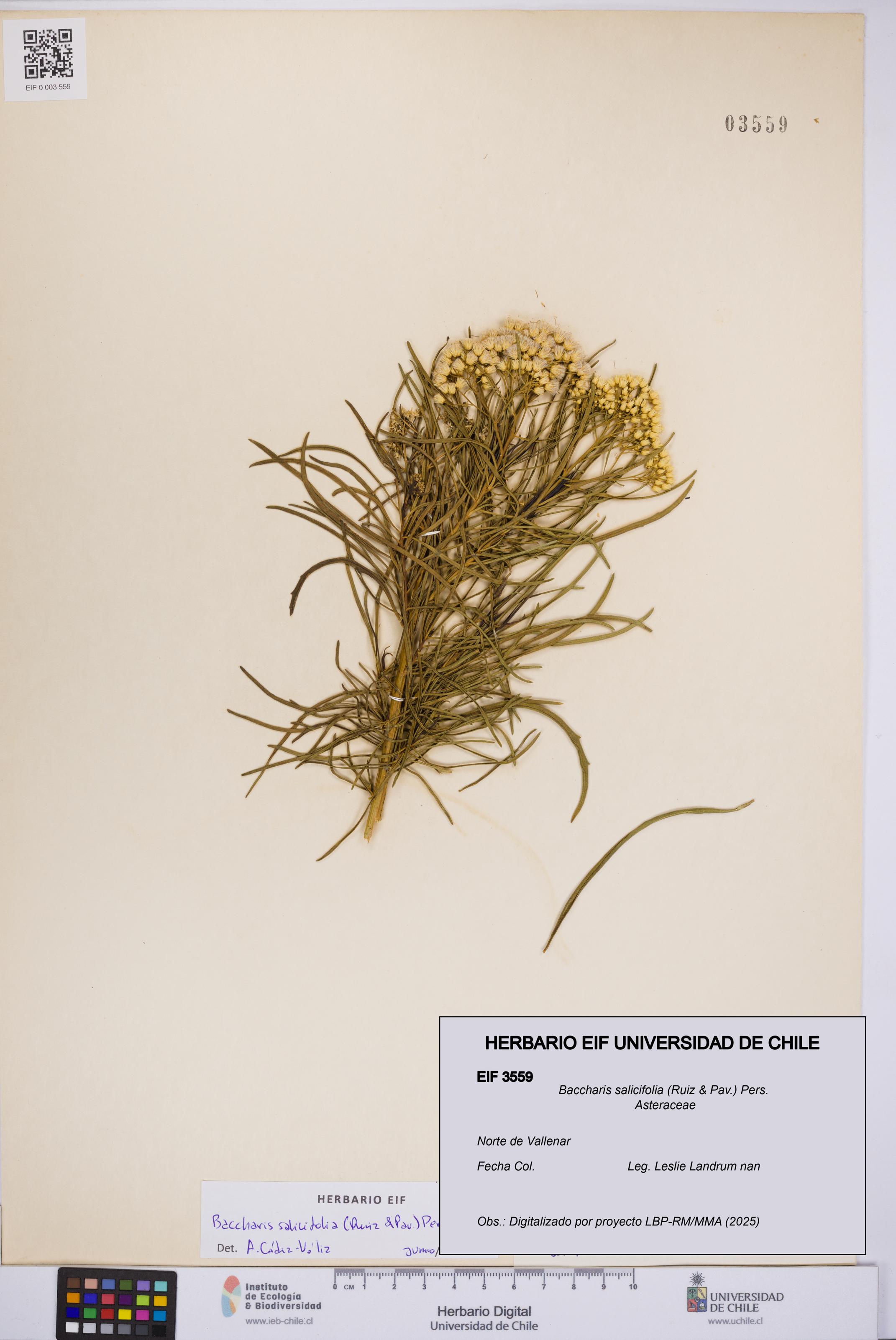 Baccharis salicifolia [Espécimen: UCH:EIF:0003559]