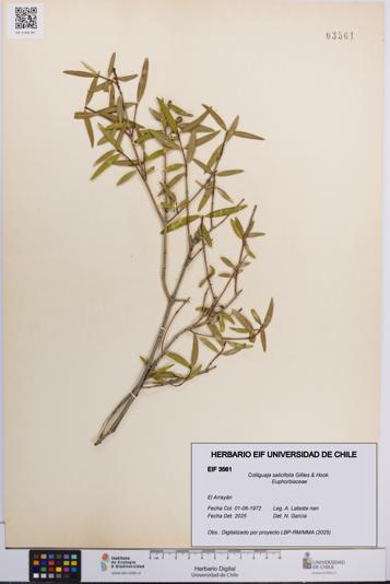Colliguaja salicifolia [Espécimen: UCH:EIF:0003561]