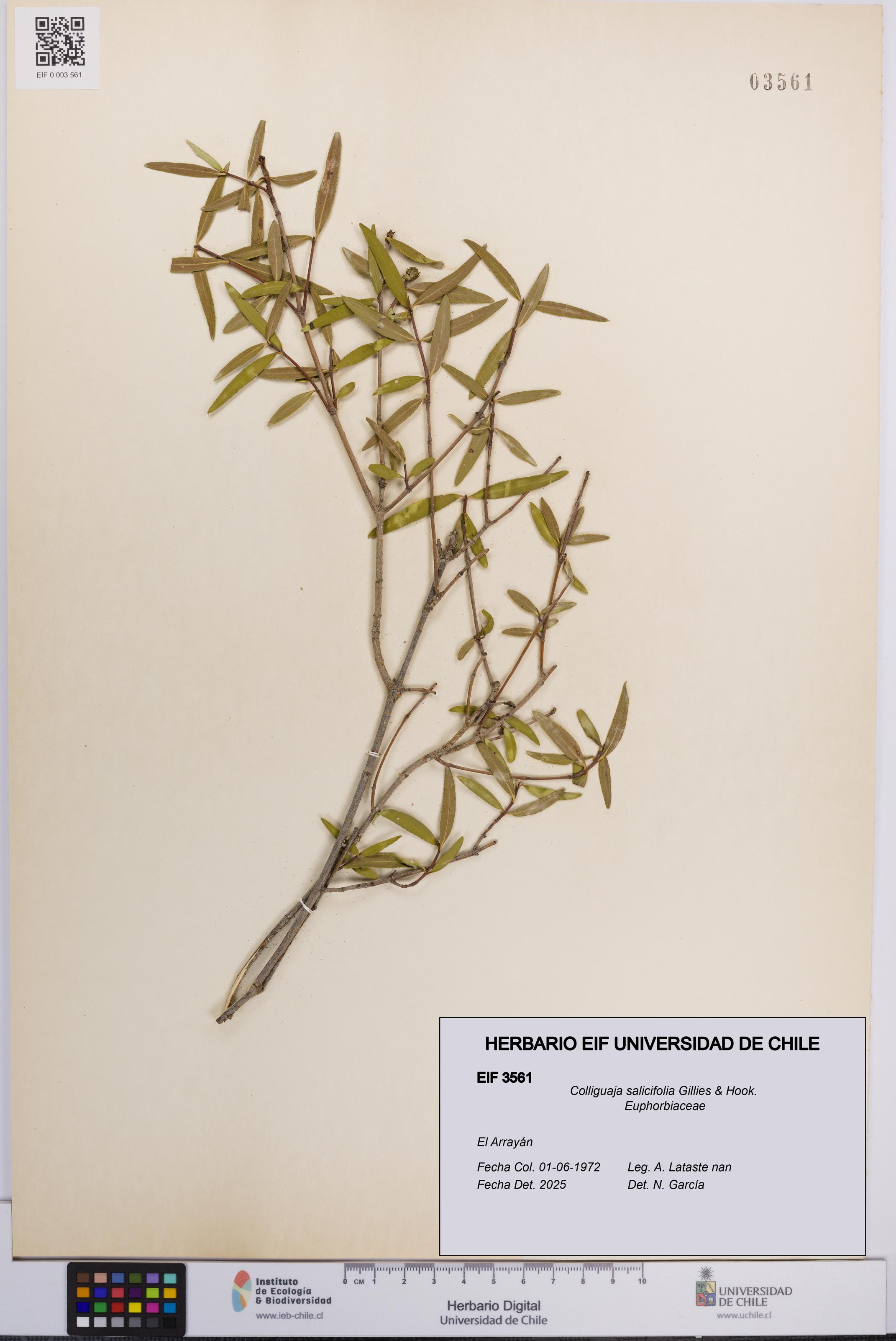Colliguaja salicifolia [Espécimen: UCH:EIF:0003561]