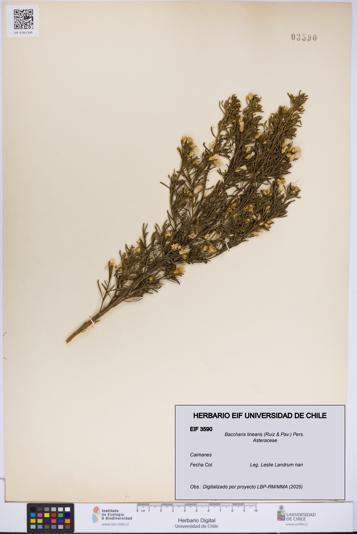 Baccharis linearis [Espécimen: UCH:EIF:0003590]