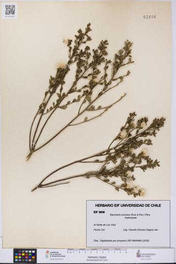 Baccharis concava [Espécimen: UCH:EIF:0003606]