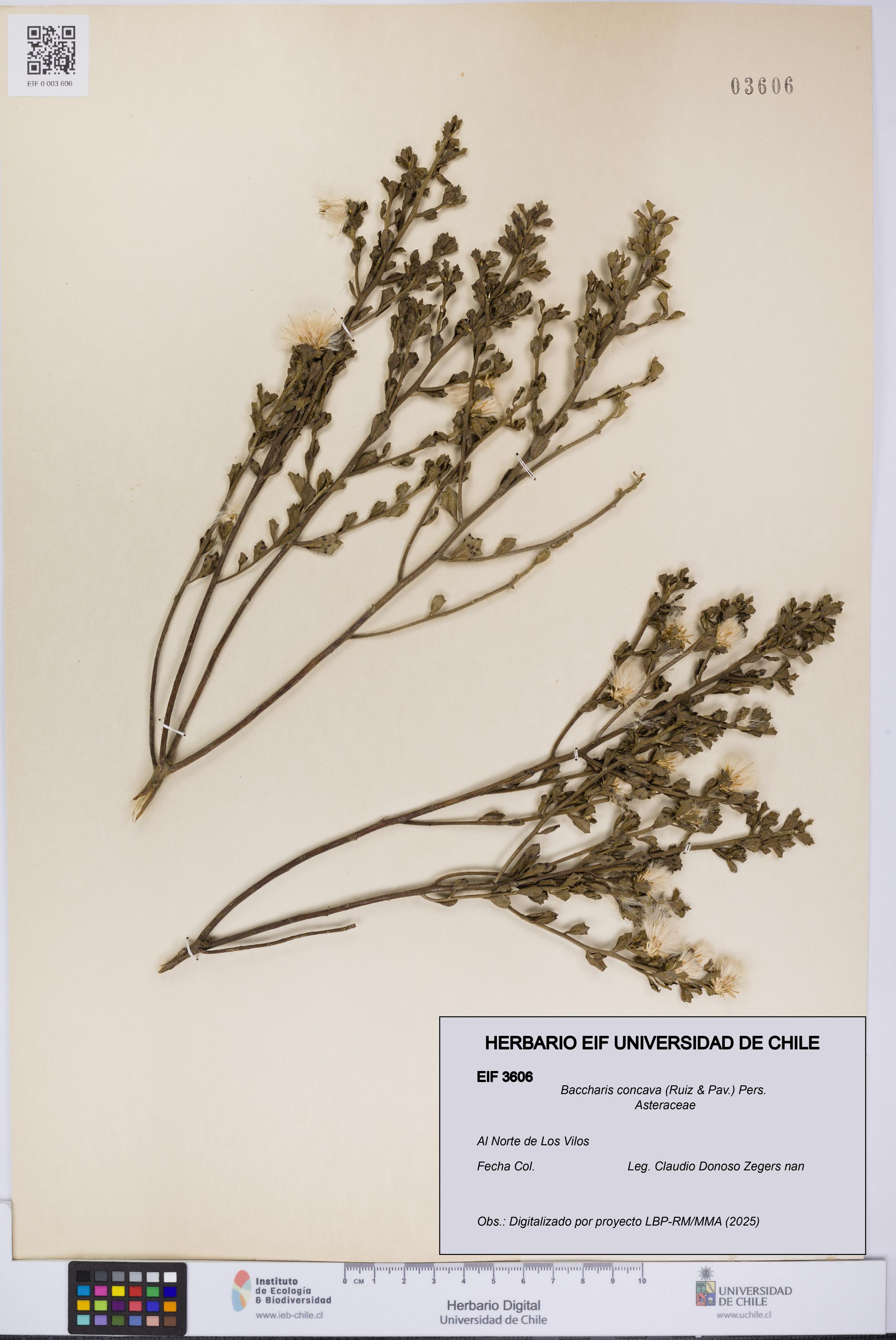Baccharis concava [Espécimen: UCH:EIF:0003606]