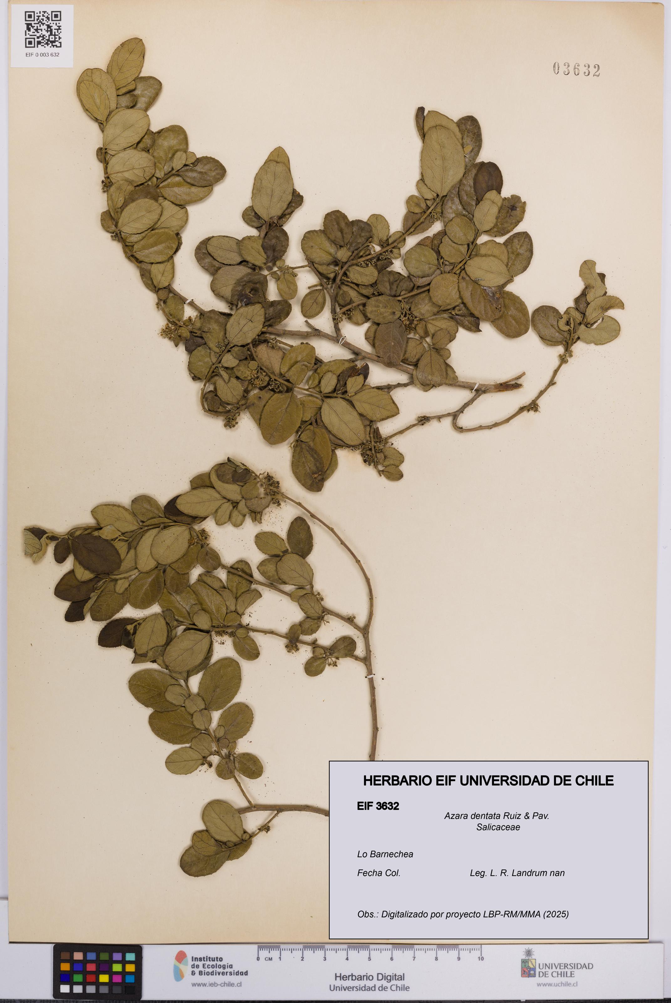 Azara dentata [Espécimen: UCH:EIF:0003632]