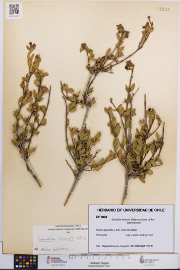 Guindilia trinervis [Espécimen: UCH:EIF:0003633]