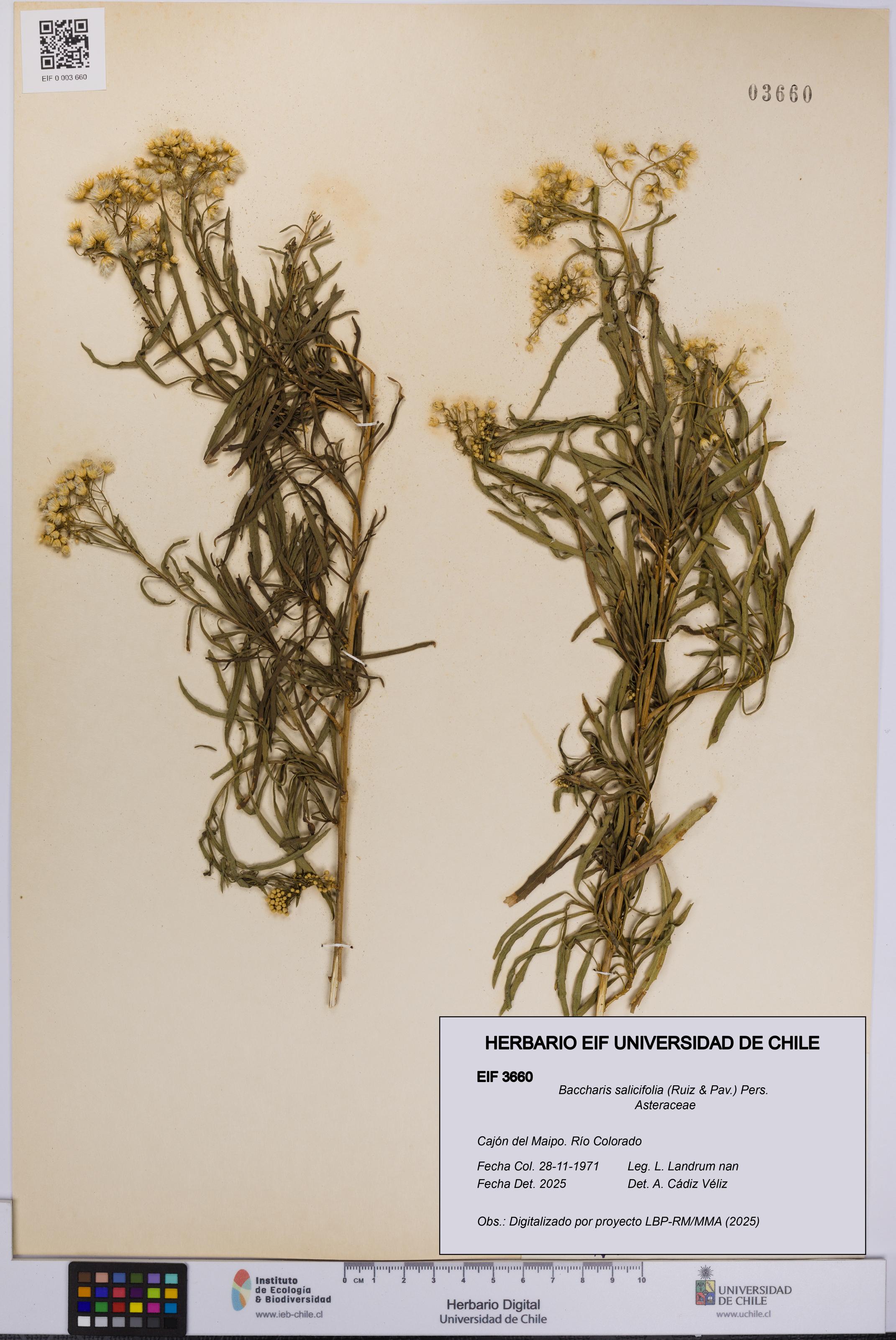 Baccharis salicifolia [Espécimen: UCH:EIF:0003660]